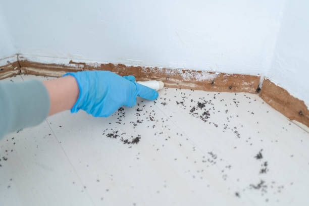 Best Wasp Removal Services  in Missoula, MT